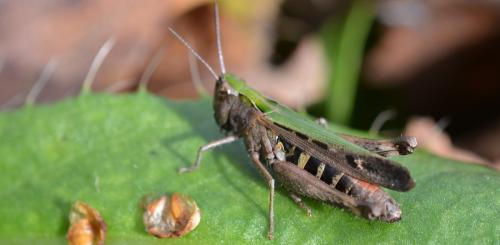 Réf. 334 088 : Omocestus rufipes
